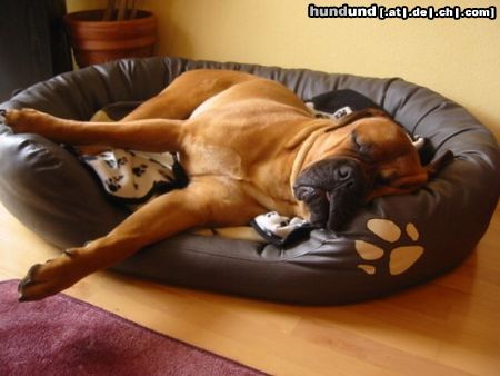 Bullmastiff Der Tag danach .... Bandits 1. Geburtstag