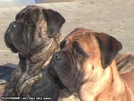 Bullmastiff Bourbon of the Mellow Merit and HannaH off the Keepers Nightdog