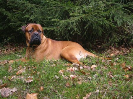 Bullmastiff Bandit 18 Monate ... gaaaanz gemütlich