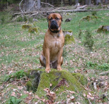 Bullmastiff Bandit 18 Monate ... unser ganzer Stolz