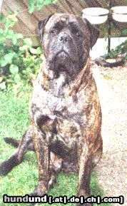 Bullmastiff teddy bear