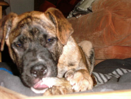 Bullmastiff kurt mit 13wochen