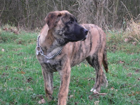 Bullmastiff kurt 13,5 wochen