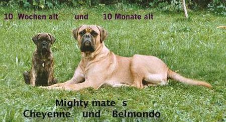 Bullmastiff Belmondo und Cheyenne 