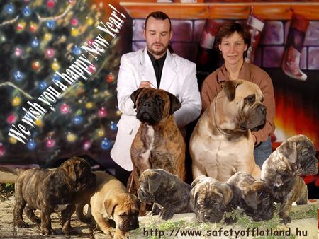 Bullmastiff puppies available in January