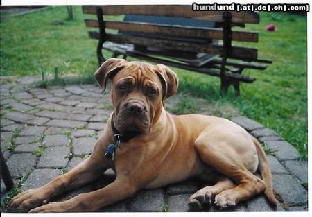 Bullmastiff Portos mit 7 Monaten