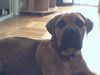 Bullmastiff Hund