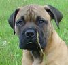 Bullmastiff Hund