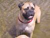 Bullmastiff Hund