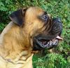 Bullmastiff Hund