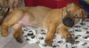 Bullmastiff Hund