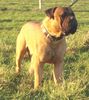 Bullmastiff Hund