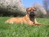 Bullmastiff Hund