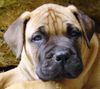 Bullmastiff Hund