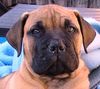 Bullmastiff Hund