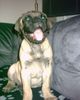 Bullmastiff Hund