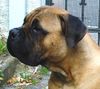 Bullmastiff Hund