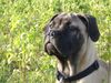 Bullmastiff Hund