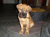 Bullmastiff Hund