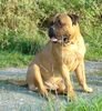 Bullmastiff Hund