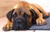 Bullmastiff Hund