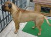 Bullmastiff Hund