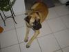 Bullmastiff Hund