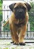 Bullmastiff Hund