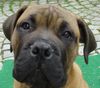 Bullmastiff Hund