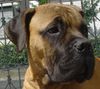 Bullmastiff Hund