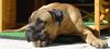 Bullmastiff Hund