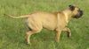 Bullmastiff Hund