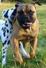 Bullmastiff Hund