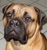 Bullmastiff Hund