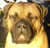 Bullmastiff Hund