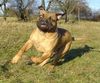 Bullmastiff Hund