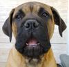 Bullmastiff Hund