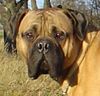 Bullmastiff Hund