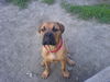 Bullmastiff Hund