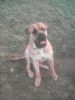 Bullmastiff Hund