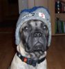 Bullmastiff Hund