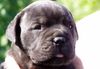 Bullmastiff Hund