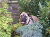 Bullmastiff Hund