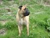 Bullmastiff Hund