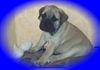 Bullmastiff Hund