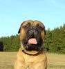 Bullmastiff Hund