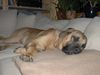 Bullmastiff Hund