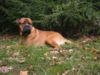 Bullmastiff Hund