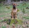 Bullmastiff Hund