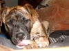 Bullmastiff Hund